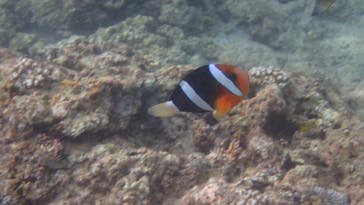 ダイビングショップ Sea Free（シーフリー）に投稿された画像（2020/7/24）