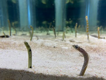 すみだ水族館に投稿された画像（2020/7/24）