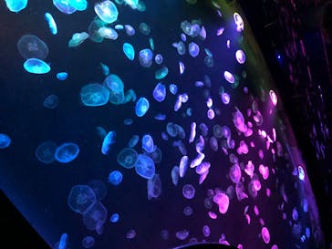 すみだ水族館に投稿された画像（2020/7/24）