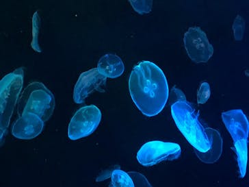 すみだ水族館に投稿された画像（2020/7/24）