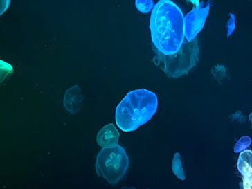 すみだ水族館に投稿された画像（2020/7/24）