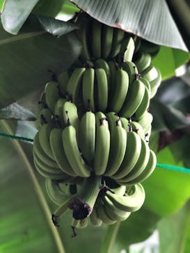 熱川バナナワニ園に投稿された画像（2020/7/24）