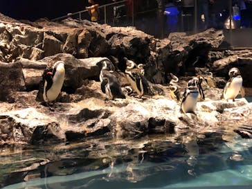 すみだ水族館に投稿された画像（2020/7/24）