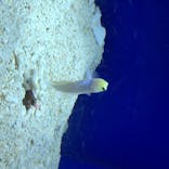 サンシャイン水族館に投稿された画像（2020/7/24）