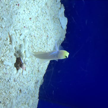 サンシャイン水族館に投稿された画像（2020/7/24）