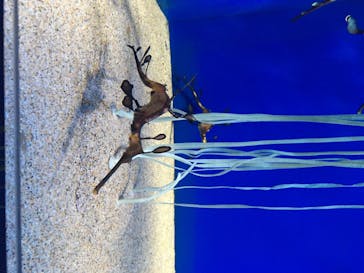 サンシャイン水族館に投稿された画像（2020/7/24）