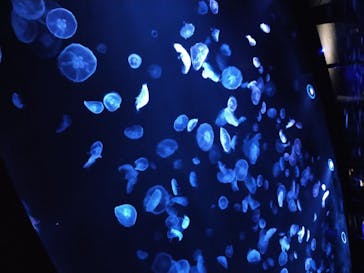 すみだ水族館に投稿された画像（2020/7/24）