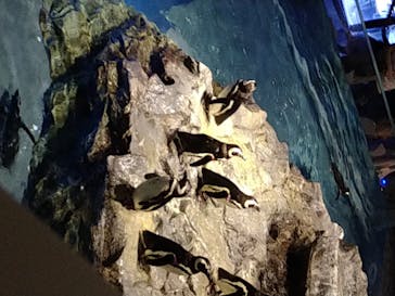 すみだ水族館に投稿された画像（2020/7/24）