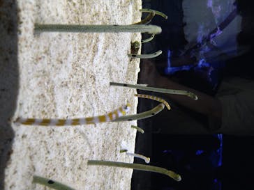 すみだ水族館に投稿された画像（2020/7/24）