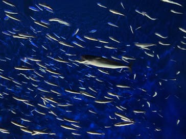 大分マリーンパレス水族館 「うみたまご」に投稿された画像（2020/7/24）