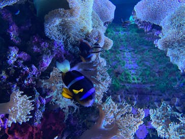 大分マリーンパレス水族館 「うみたまご」に投稿された画像（2020/7/24）