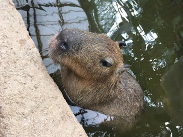神戸どうぶつ王国に投稿された画像（2020/7/24）