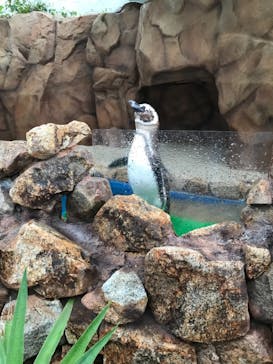 大分マリーンパレス水族館 「うみたまご」に投稿された画像（2020/7/24）