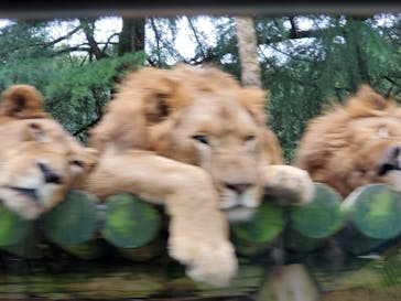 群馬サファリパークに投稿された画像（2020/7/24）