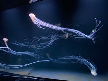 サンシャイン水族館に投稿された画像（2020/7/24）