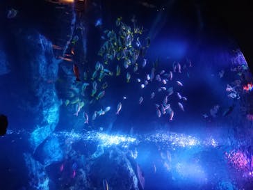 すみだ水族館に投稿された画像（2020/7/24）