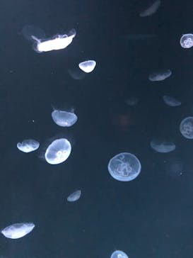 サンシャイン水族館に投稿された画像（2020/7/24）