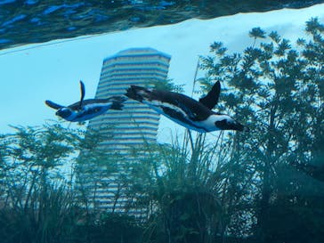 サンシャイン水族館に投稿された画像（2020/7/24）