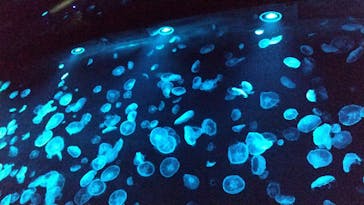 すみだ水族館に投稿された画像（2020/7/24）