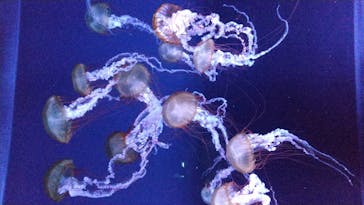 すみだ水族館に投稿された画像（2020/7/24）