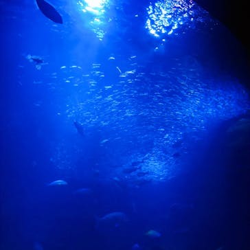 京都水族館に投稿された画像（2020/7/24）