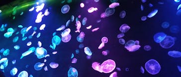 すみだ水族館に投稿された画像（2020/7/24）