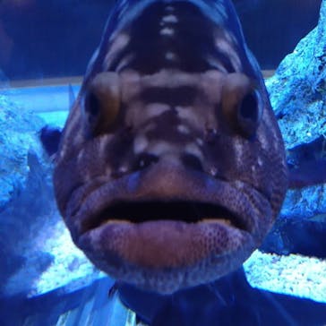 すみだ水族館に投稿された画像（2020/7/24）