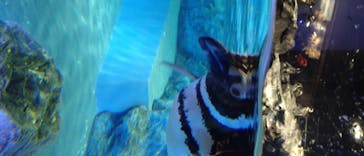 すみだ水族館に投稿された画像（2020/7/24）