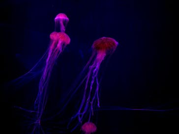 すみだ水族館に投稿された画像（2020/7/24）