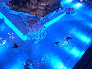 すみだ水族館に投稿された画像（2020/7/24）