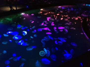 すみだ水族館に投稿された画像（2020/7/24）