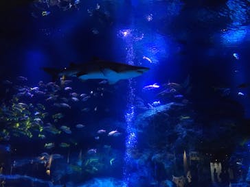 すみだ水族館に投稿された画像（2020/7/24）