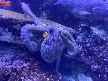 横浜・八景島シーパラダイスに投稿された画像（2020/7/24）