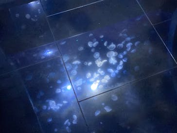 サンシャイン水族館に投稿された画像（2020/7/24）