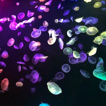 すみだ水族館に投稿された画像（2020/7/24）