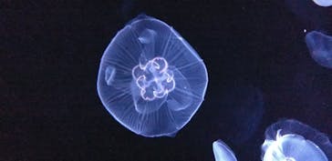 サンシャイン水族館に投稿された画像（2020/7/24）