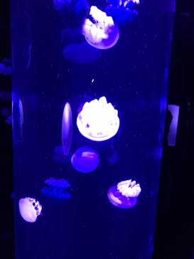 サンシャイン水族館に投稿された画像（2020/7/24）