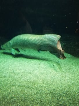 大分マリーンパレス水族館 「うみたまご」に投稿された画像（2020/7/24）