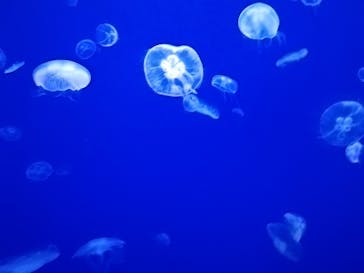 大分マリーンパレス水族館 「うみたまご」に投稿された画像（2020/7/24）