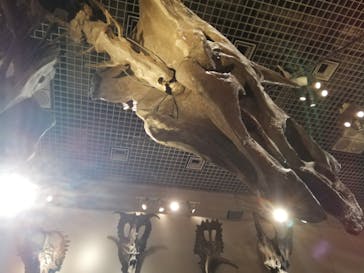 国立科学博物館に投稿された画像（2020/7/24）