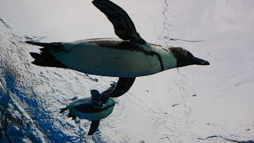 サンシャイン水族館に投稿された画像（2020/7/24）