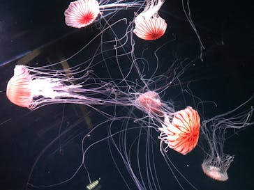 京都水族館に投稿された画像（2020/7/24）