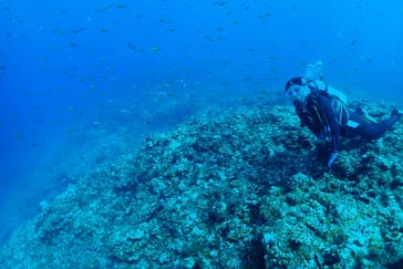 マリンズプロ宮古に投稿された画像（2020/7/24）