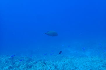 マリンズプロ宮古に投稿された画像（2020/7/24）