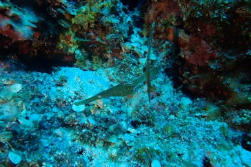 マリンズプロ宮古に投稿された画像（2020/7/24）