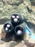 仙台うみの杜水族館に投稿された画像（2020/7/25）