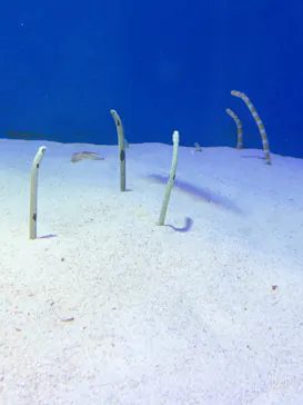 仙台うみの杜水族館に投稿された画像（2020/7/24）