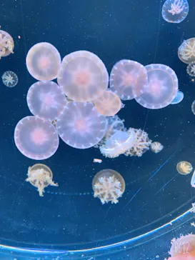 仙台うみの杜水族館に投稿された画像（2020/7/24）