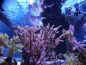 すみだ水族館に投稿された画像（2020/7/25）