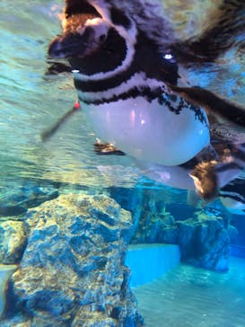 すみだ水族館に投稿された画像（2020/7/25）